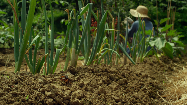 リトル・フォレスト [小森林·夏秋篇][Little Forest] (2014)
