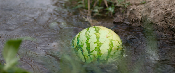 平原上的夏洛克 [Summer Detective] (2019)