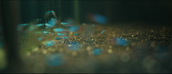 Animal Kingdom (2010)