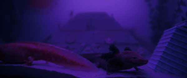 Bardo, falsa crónica de unas cuantas verdades [Bardo, False Chronicle of a Handful of Truths][诗人] (2022)