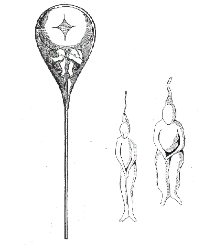 一幅显示精子中的小人的插图（1695）。